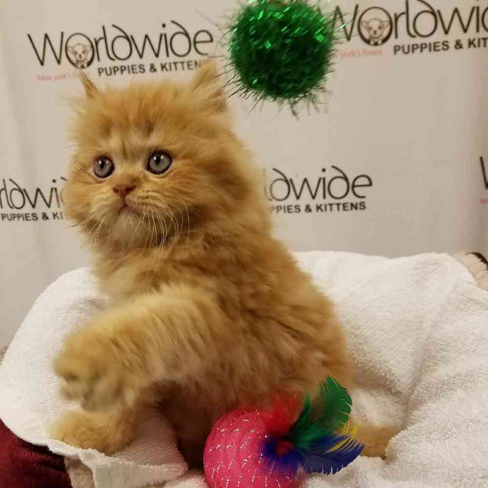Female Persian Kitten for Sale in Bellmore, NY
