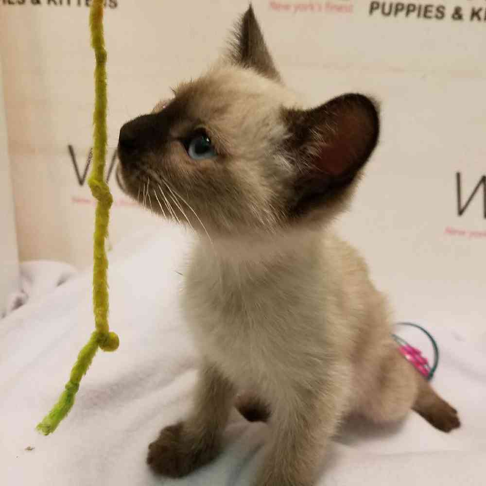 Female Siamese Kitten for sale