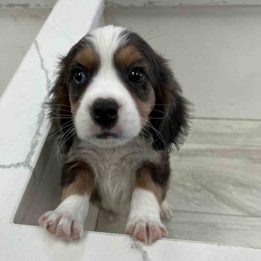 Male Mini Bernalier Puppy for Sale in Bellmore, NY