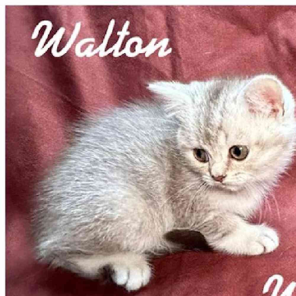 Male British Shorthair Kitten for Sale in Bellmore, NY