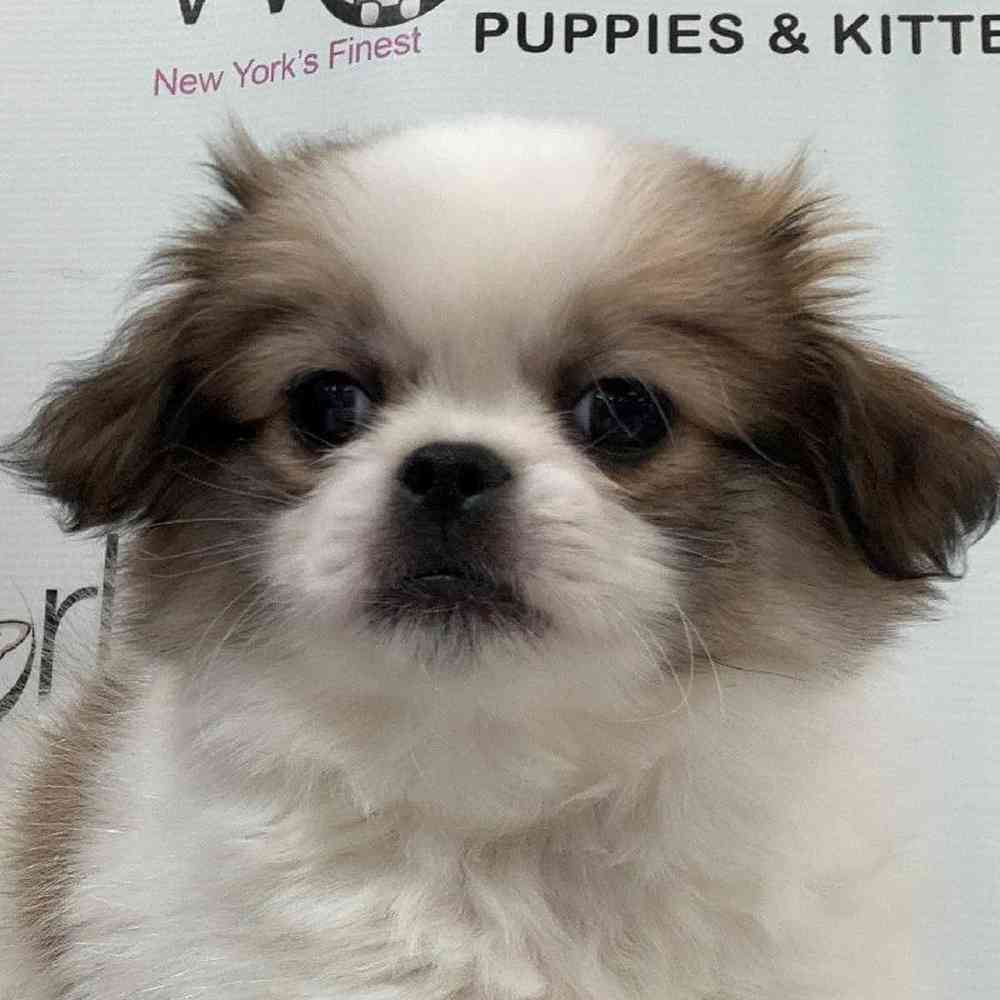 Male Pekachi Puppy for sale