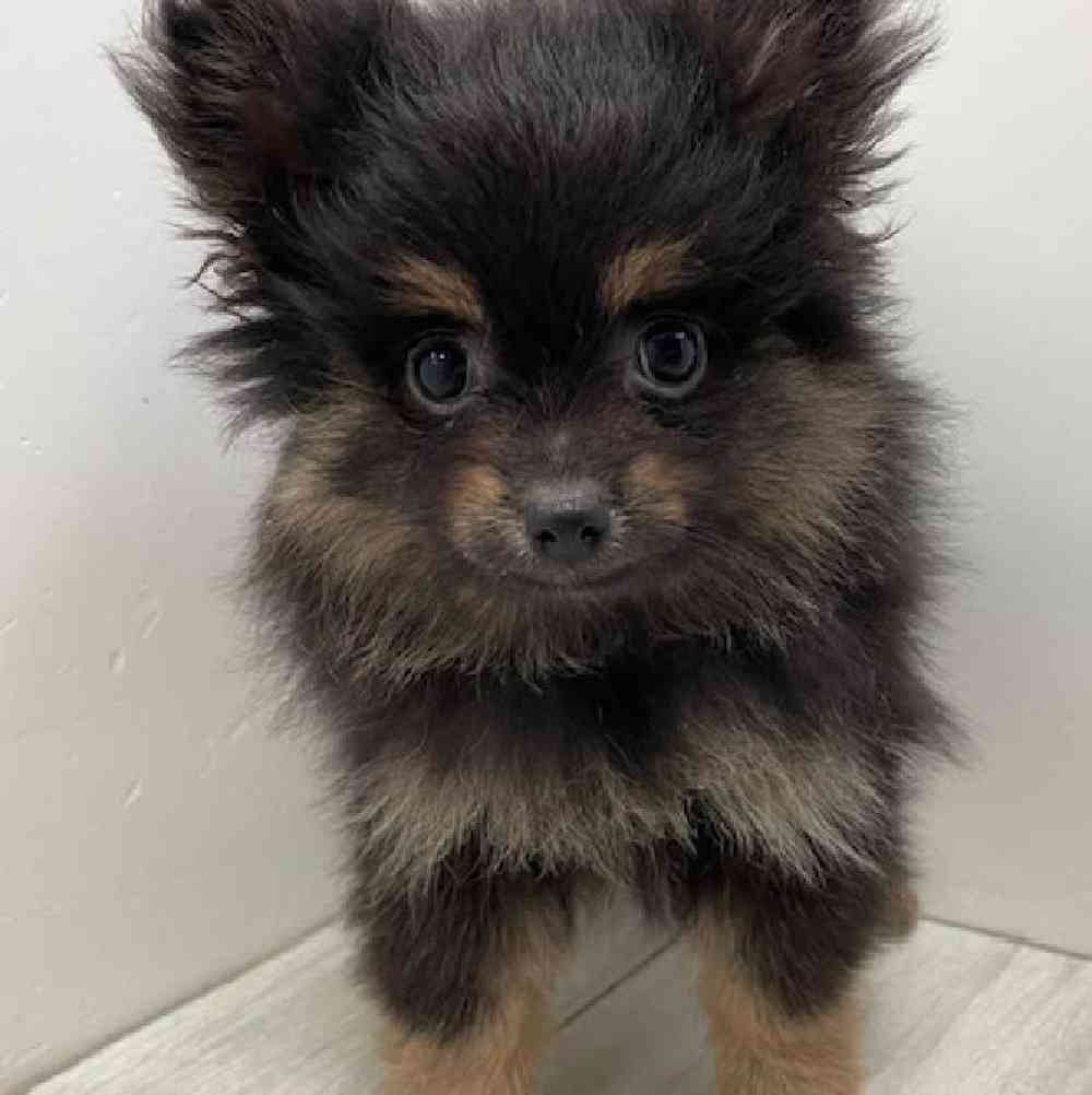 Male Pomeranian Puppy for Sale in Bellmore, NY