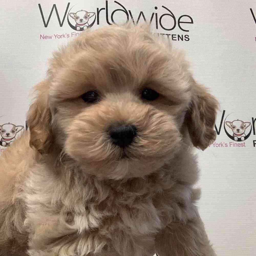 Male Shipoo Puppy for Sale in Bellmore, NY