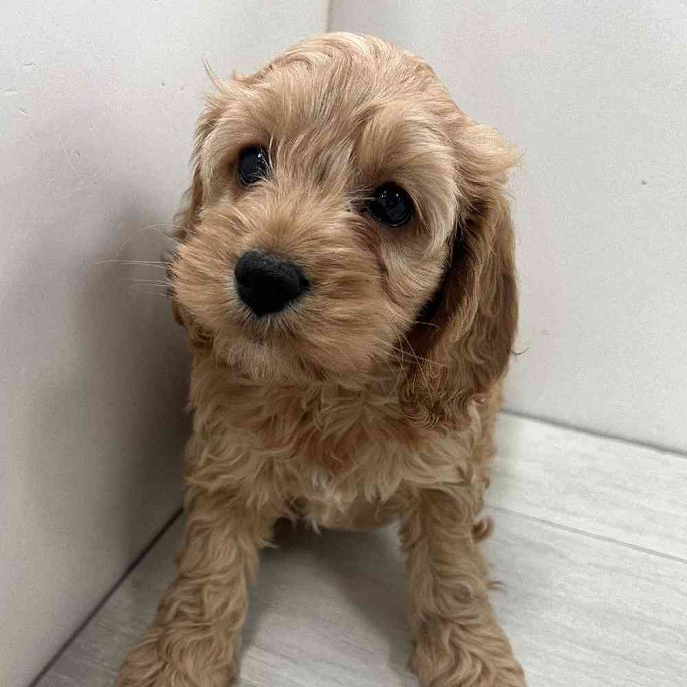 Female Cavapoo Puppy for Sale in Bellmore, NY