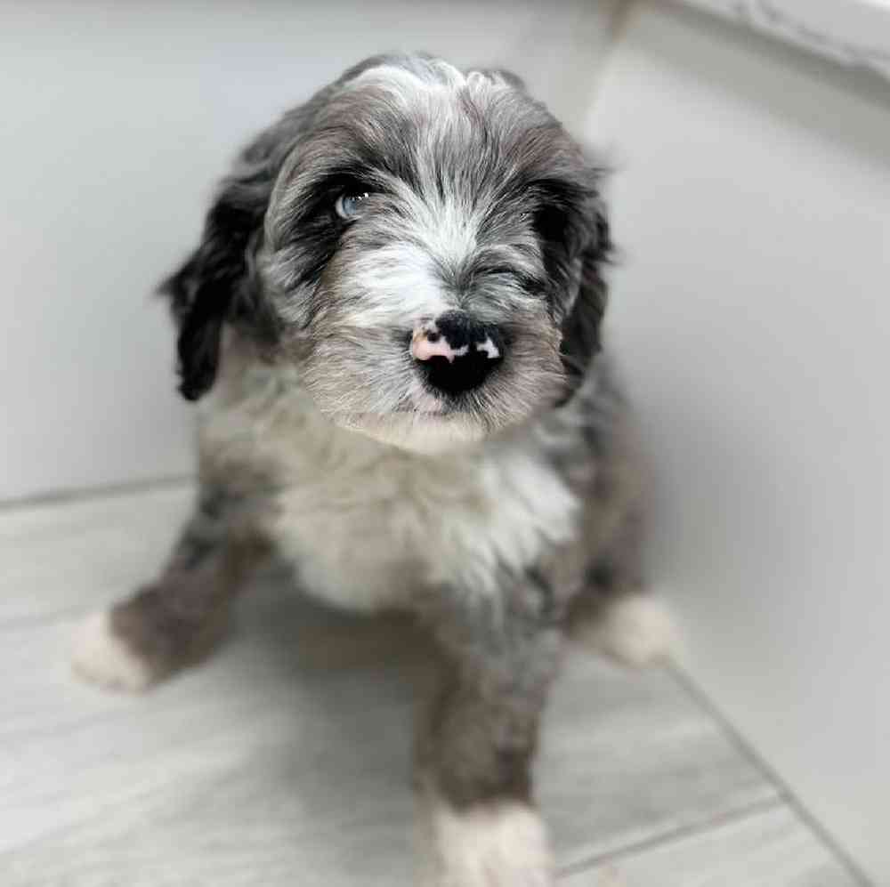 Female Mini Aussiedoodle Puppy for Sale in Bellmore, NY