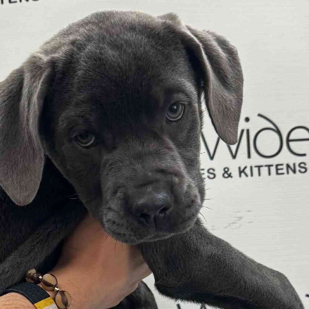Female Cane Corso Puppy for Sale in Bellmore, NY