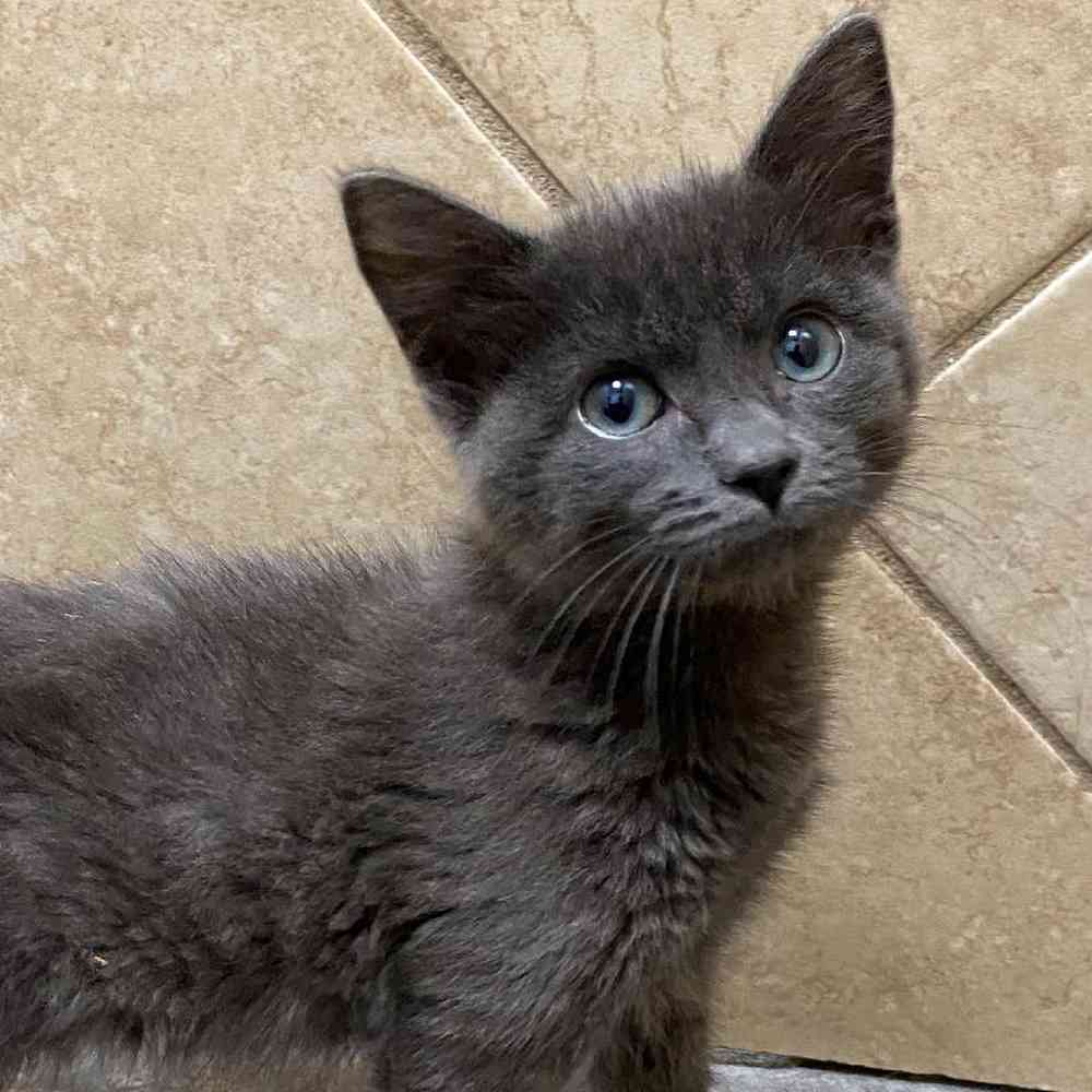 Male Russian Blue Kitten for Sale in Bellmore, NY
