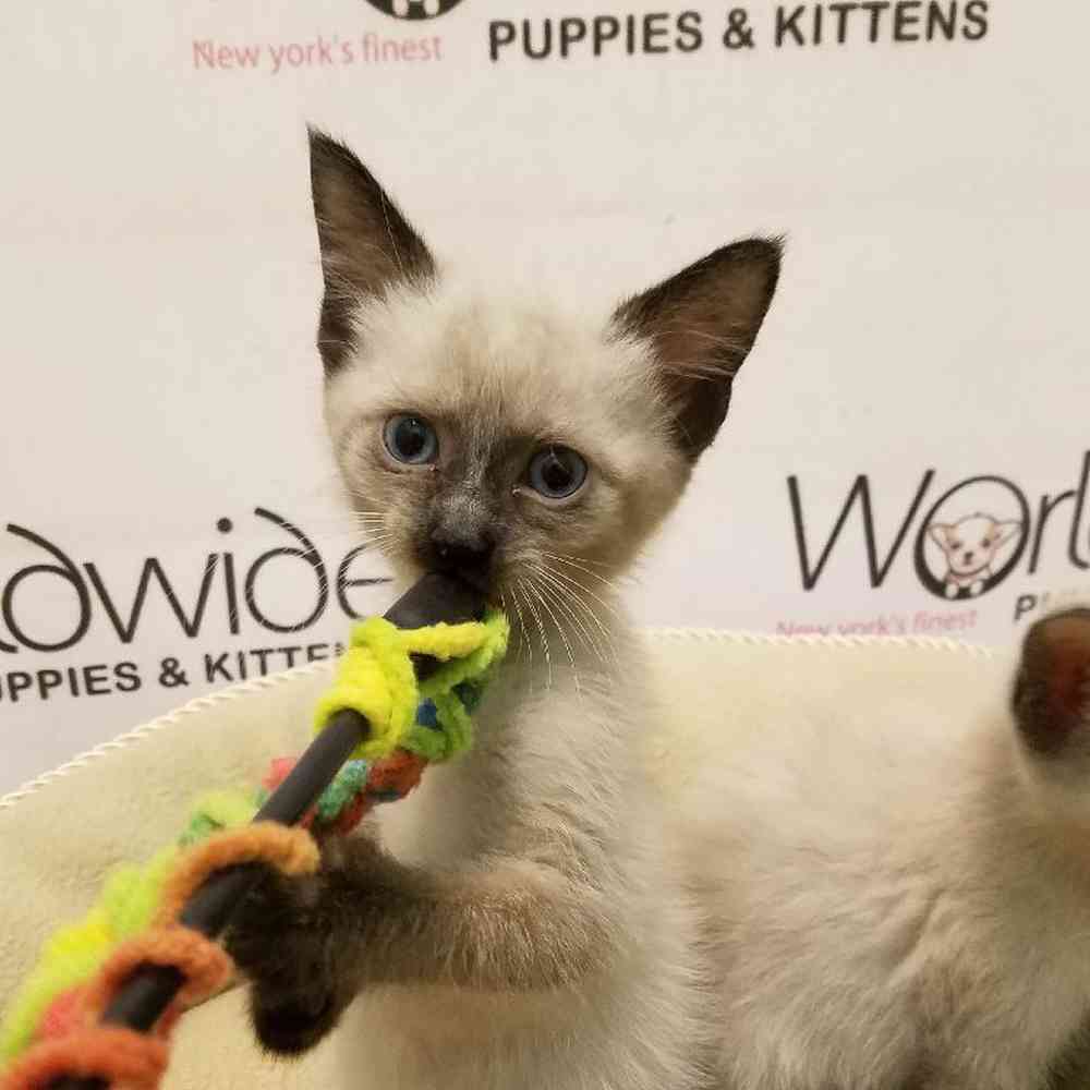 Male Siamese Kitten for sale