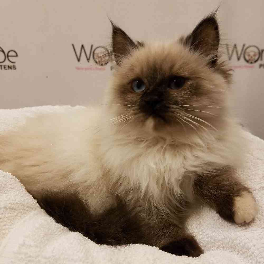 Male Himilayan Kitten for Sale in Melville, NY