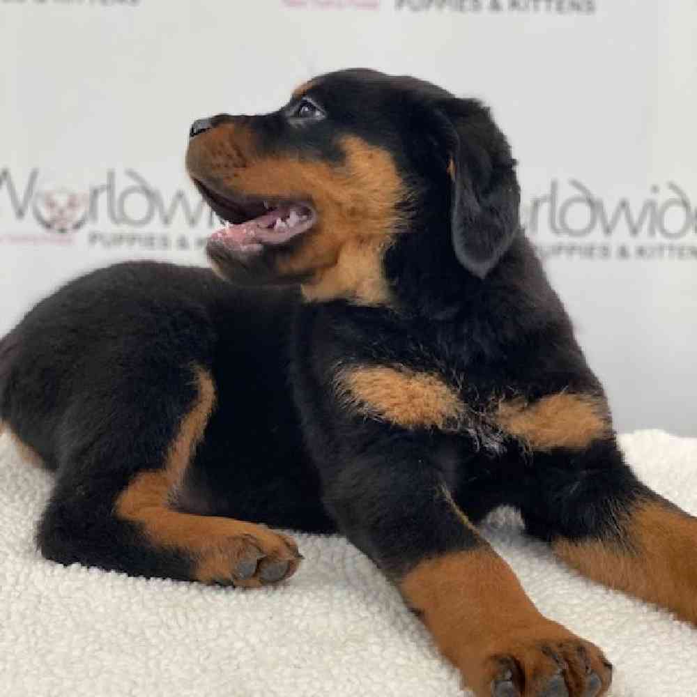 Male Rottweiler Puppy for sale