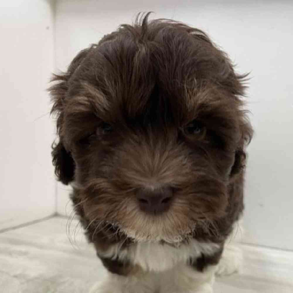 Male Havanese Puppy for Sale in Bellmore, NY