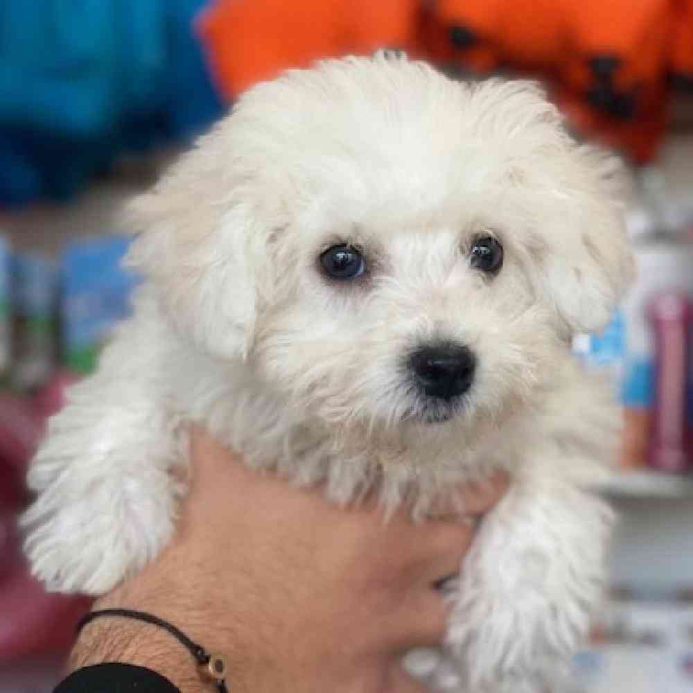 Female Bichon Frise Puppy for Sale in Bellmore, NY