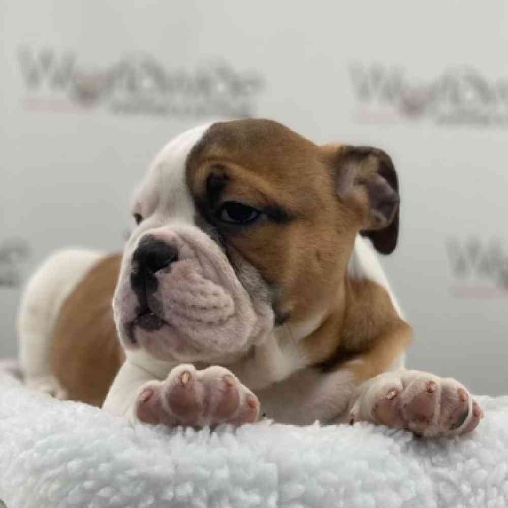 Female Olde Bulldog Puppy for Sale in Bellmore, NY