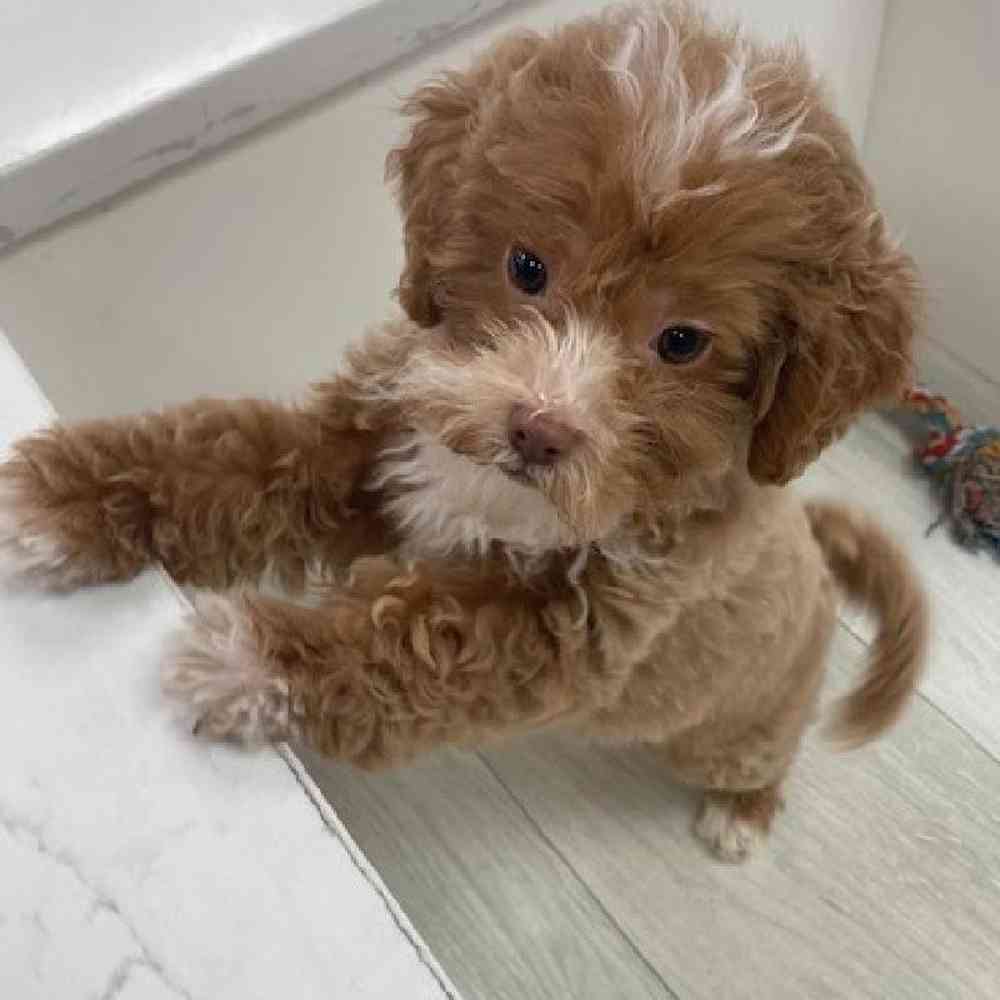 Female 2nd Gen shipoo Puppy for Sale in Bellmore, NY