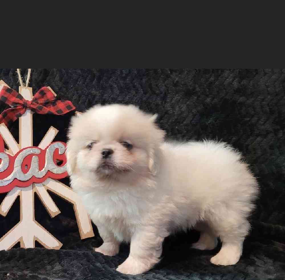 Male Pekingese Puppy for sale