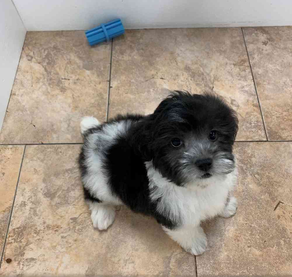 Male Shipoo Puppy for sale