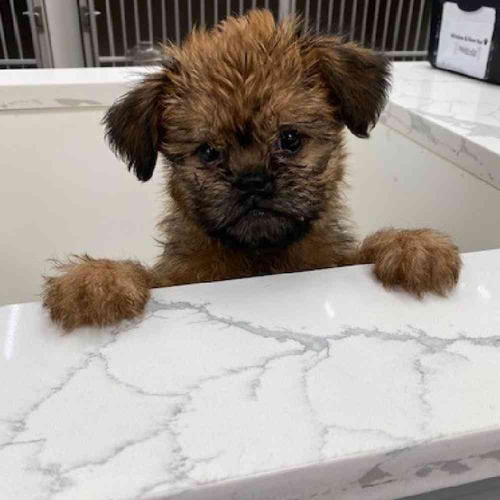 Female Brussels Griffon Puppy for sale