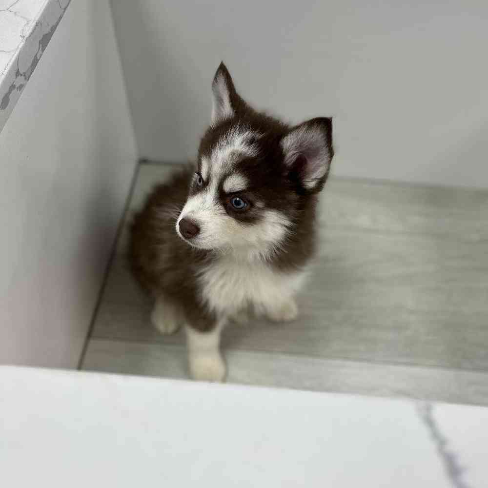 Male Pomsky Puppy for Sale in Bellmore, NY
