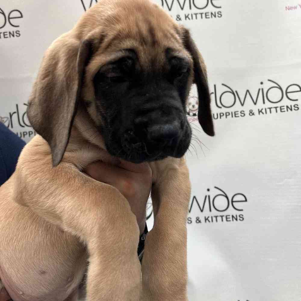 Male English Mastiff Puppy for Sale in Bellmore, NY