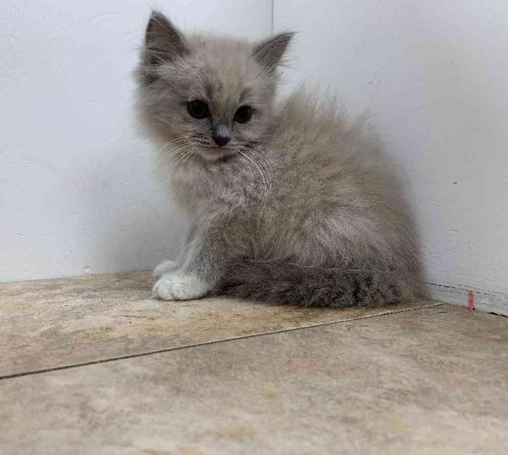 Male Ragamuffin Kitten for sale