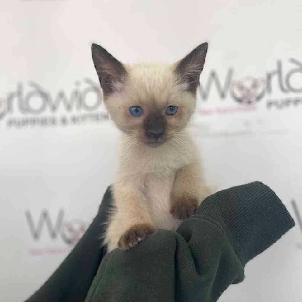 Male Siamese Kitten for Sale in Bellmore, NY