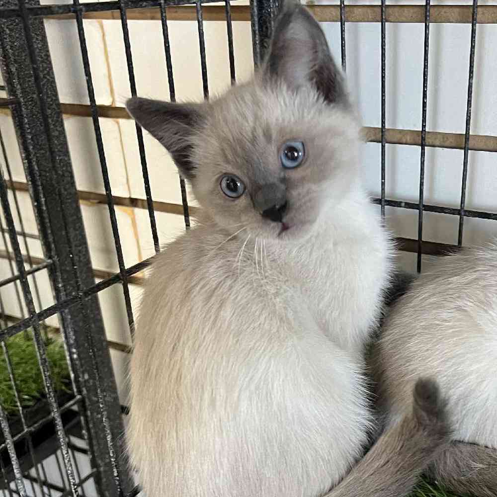 Male Ragdoll Kitten for Sale in Bellmore, NY