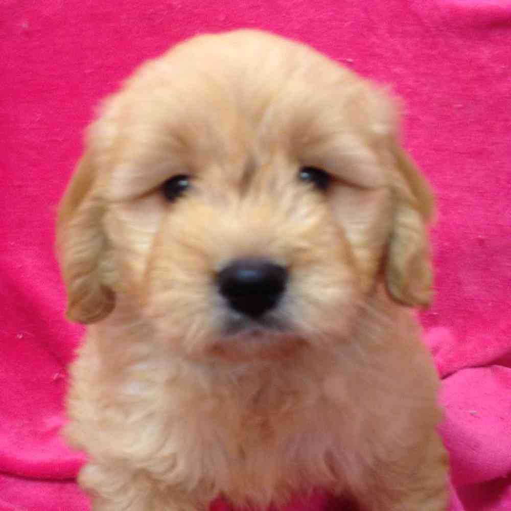 Male Mini 2nd Gen Goldendoodle / Poodle Puppy for sale
