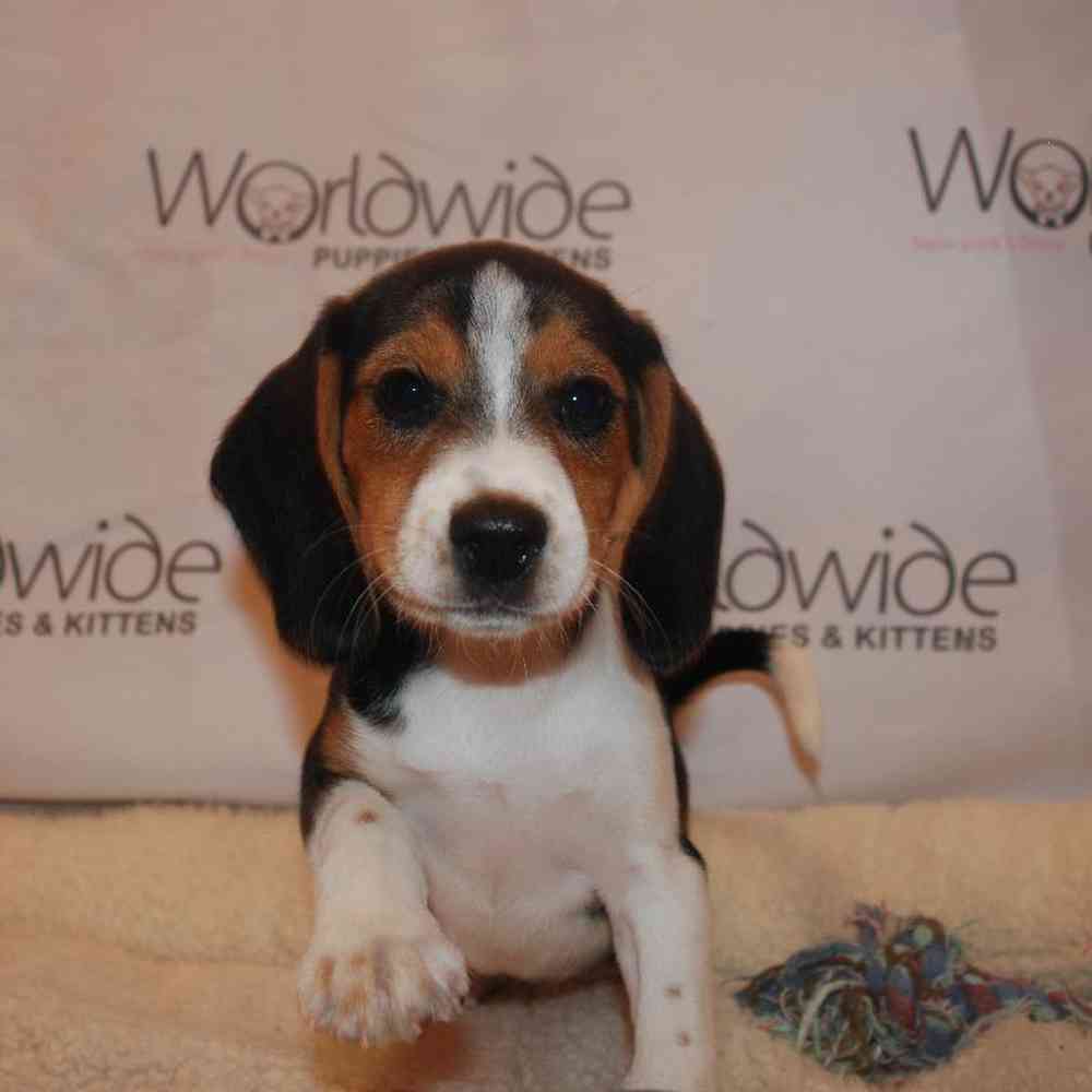 Female Beagle Puppy for sale