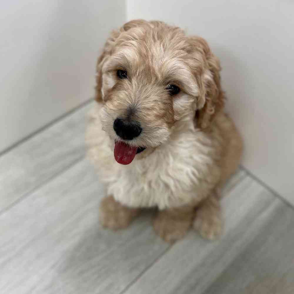 Male Mini Goldendoodle Puppy for Sale in Bellmore, NY