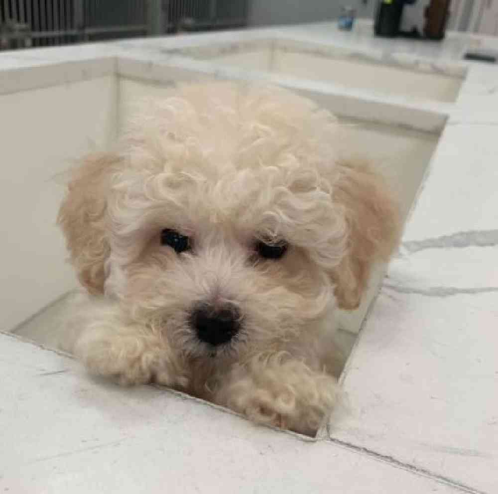 Female Bichapoo Puppy for sale