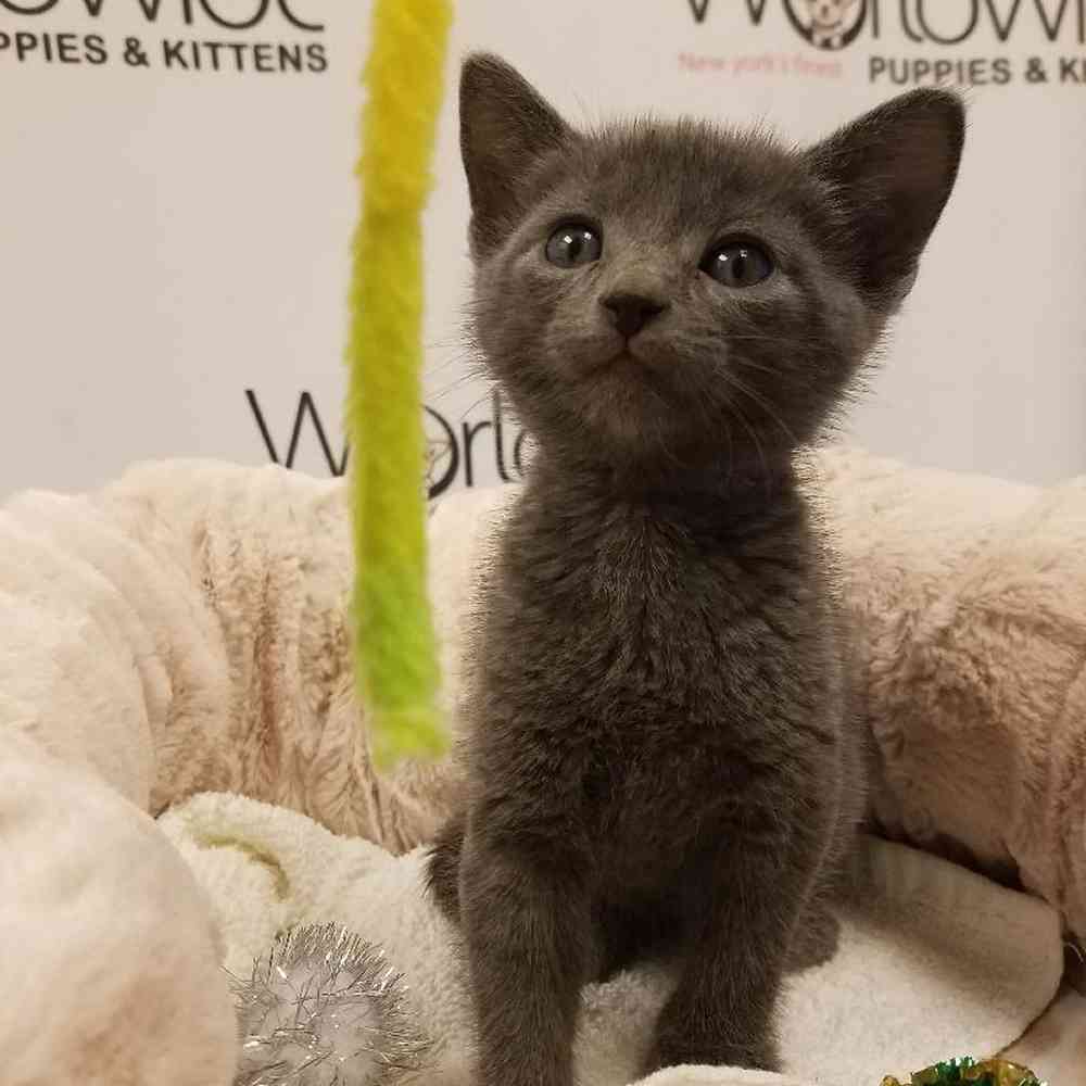 Male Russian Blue Kitten for sale