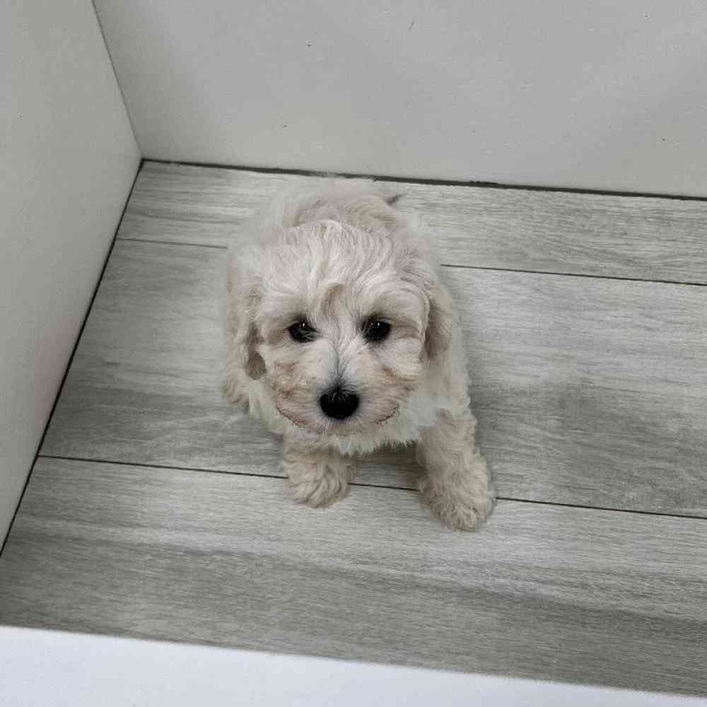 Male Lhasa-Poo Puppy for Sale in Bellmore, NY