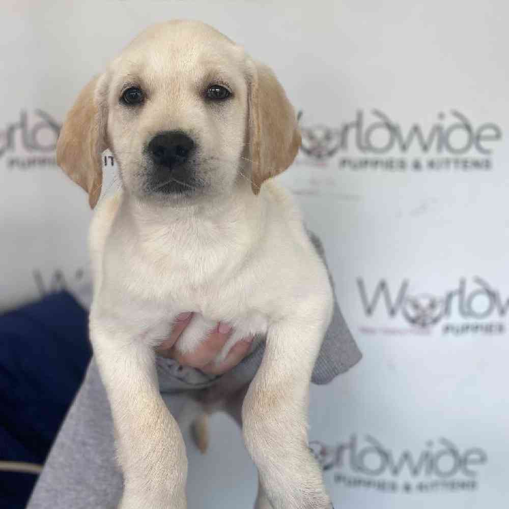 Male Labrador Retriever Puppy for Sale in Bellmore, NY