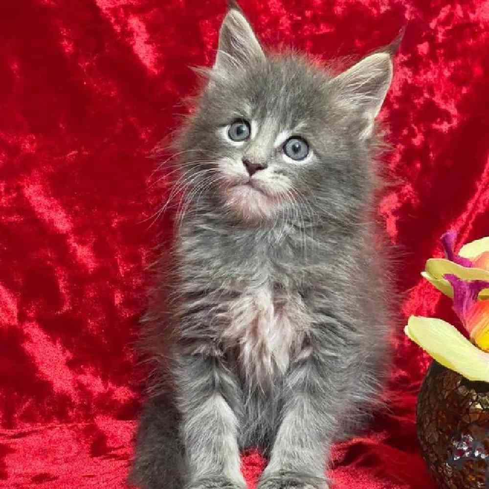 Male Mainecoon Kitten for Sale in Bellmore, NY