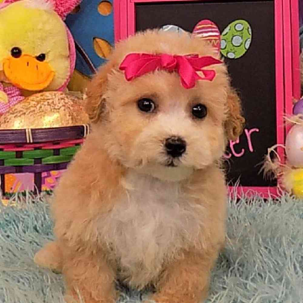 Female Shihpoo Puppy for sale