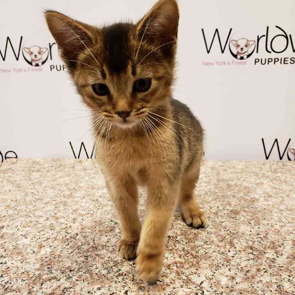 Male Abyssinian Kitten for sale