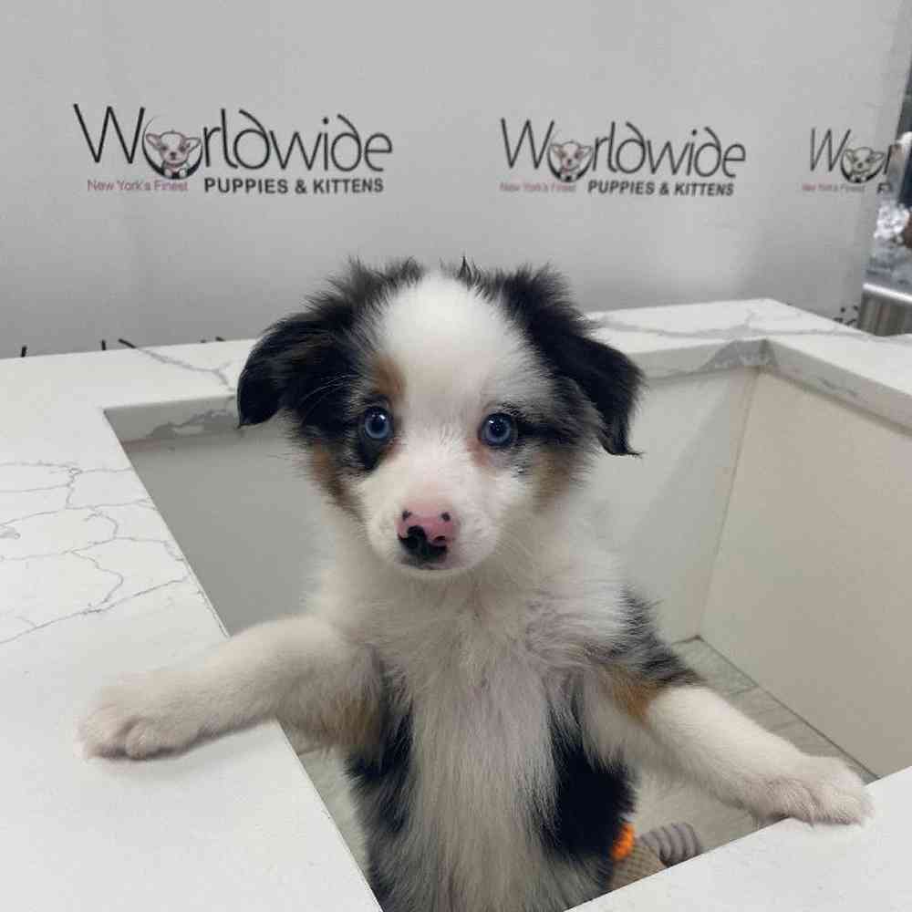 Female Mini Aussie Puppy for Sale in Bellmore, NY