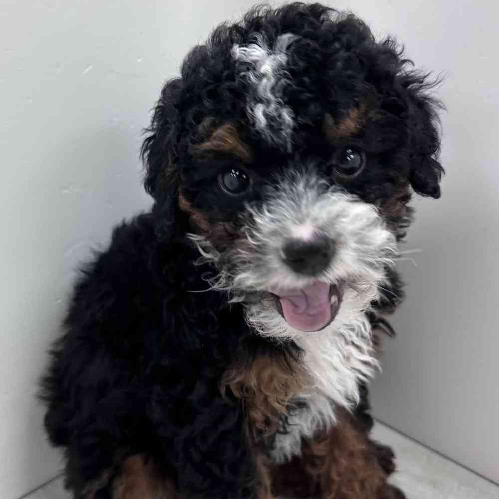 Male 2nd Gen Mini Bernedoodle Puppy for Sale in Bellmore, NY