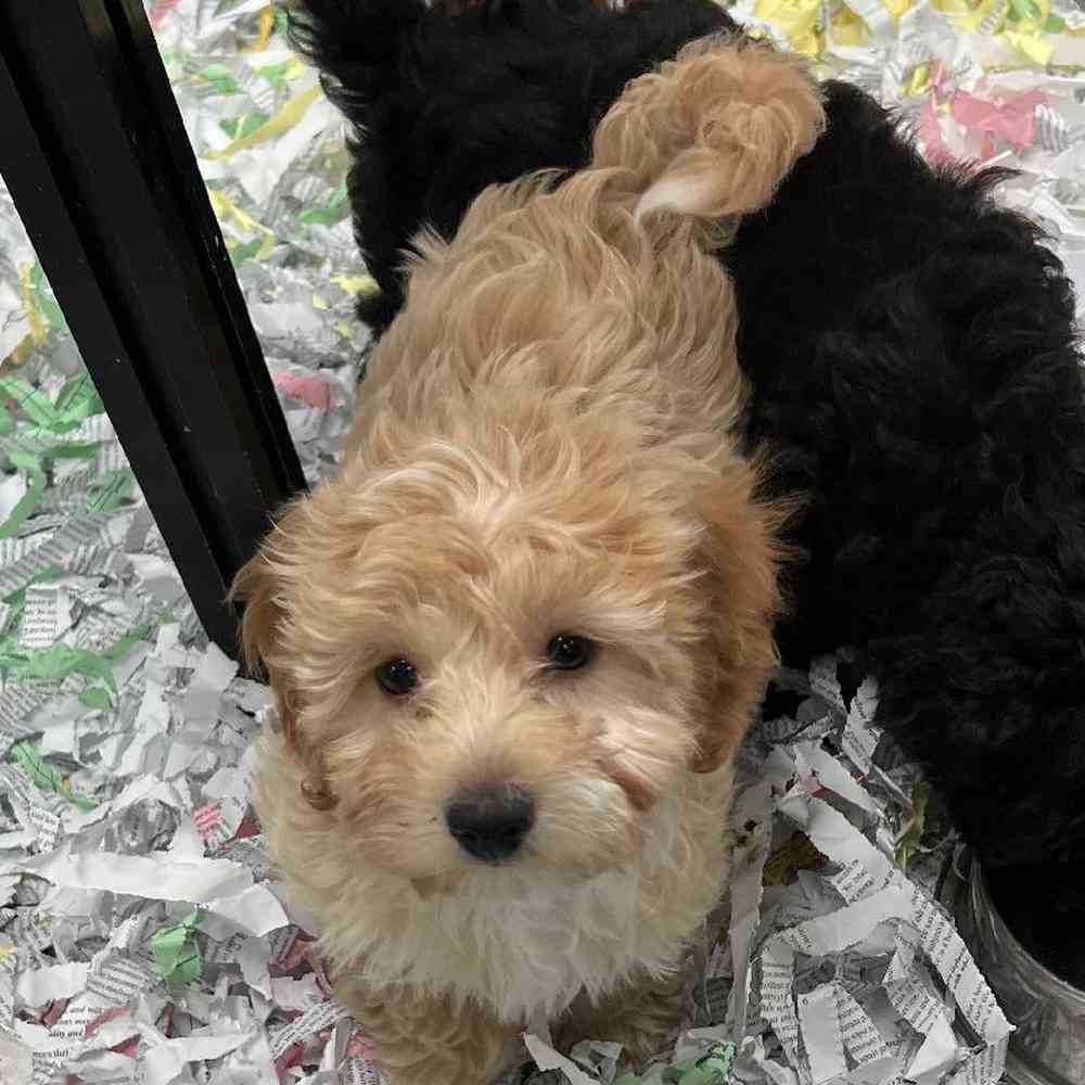 Male Havapoo Puppy for Sale in Bellmore, NY