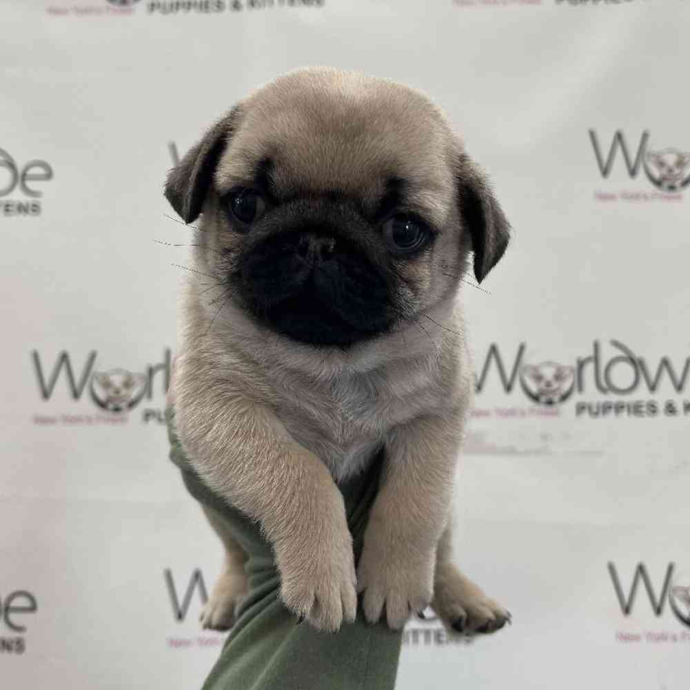 Male Pug Puppy for Sale in Bellmore, NY