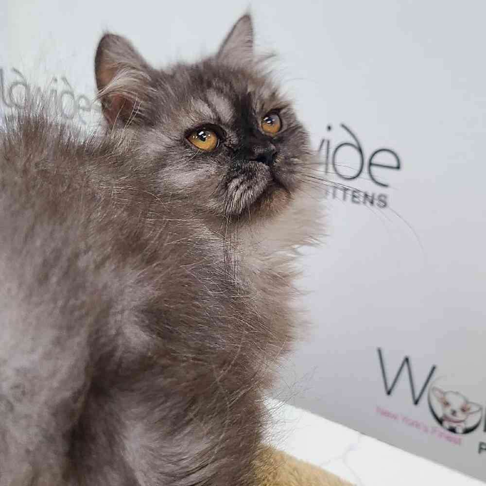 Male Persian Kitten for sale