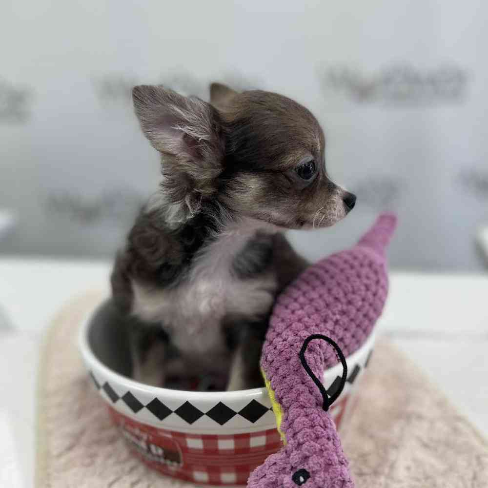 Female Chihuahua Puppy for Sale in Bellmore, NY