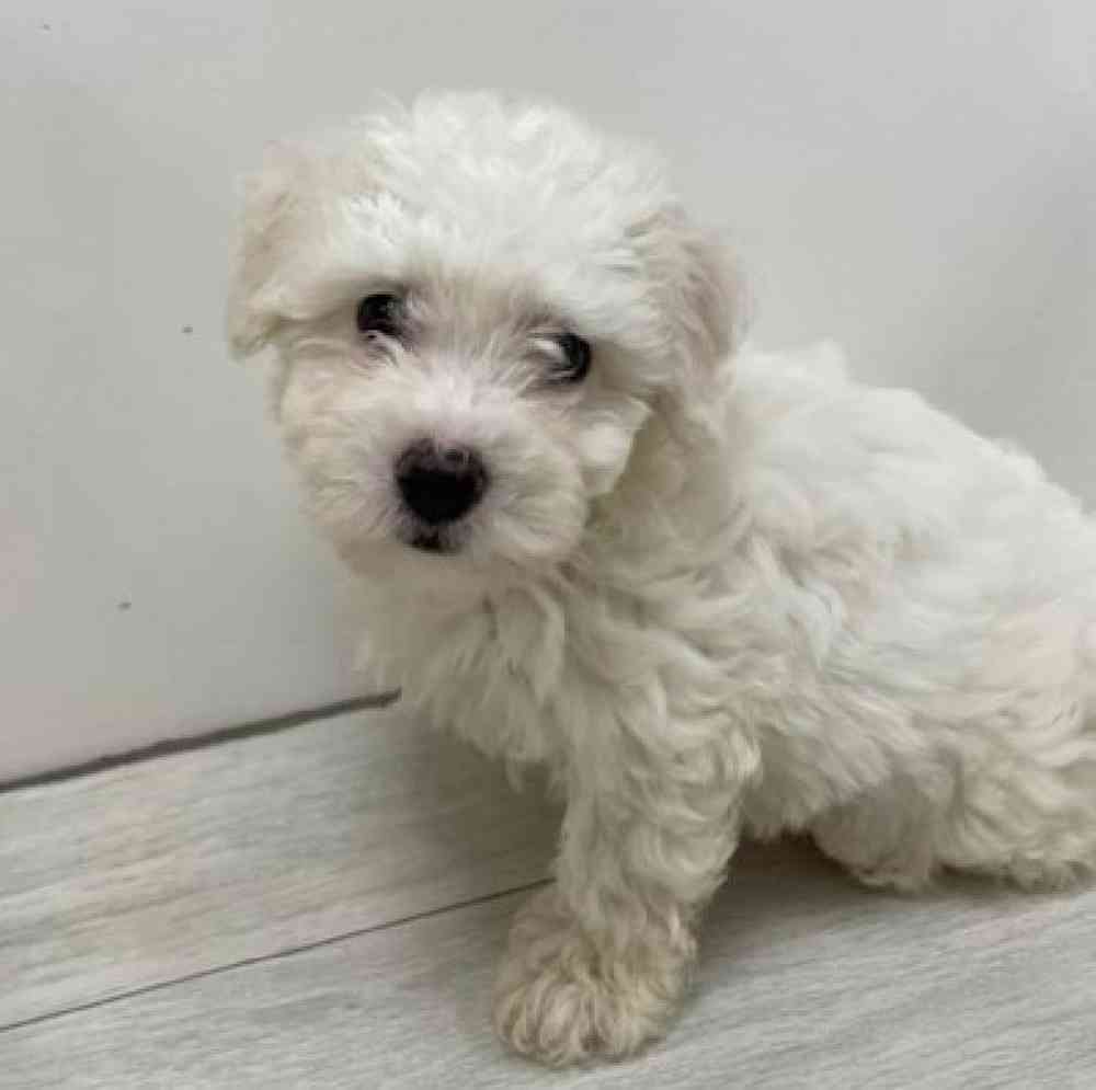 Female BICHON FRISE Puppy for Sale in Bellmore, NY