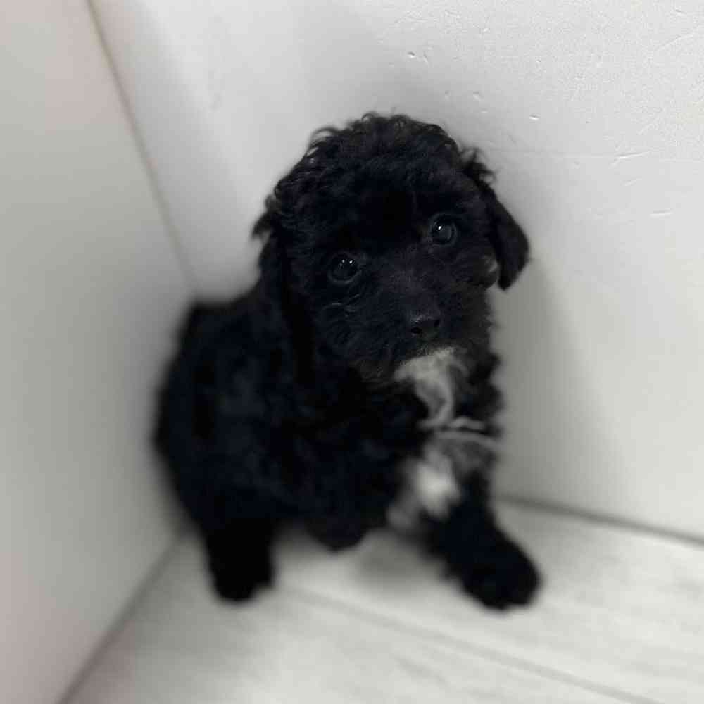 Female Poodle Puppy for Sale in Bellmore, NY