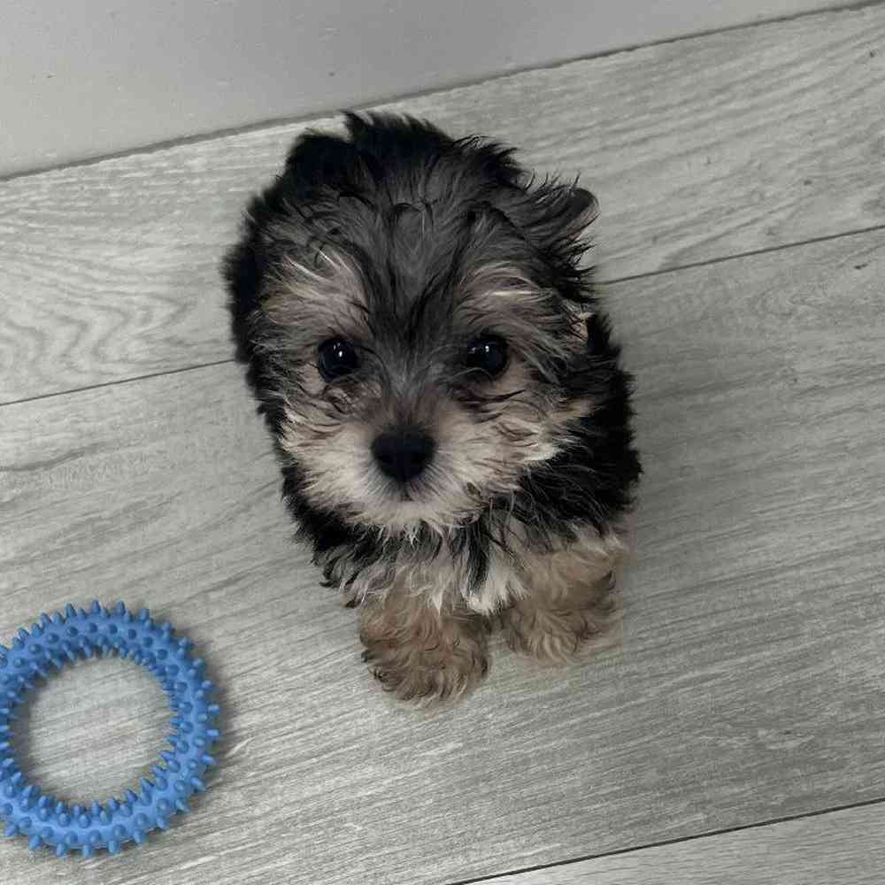 Male Morkie Puppy for Sale in Bellmore, NY