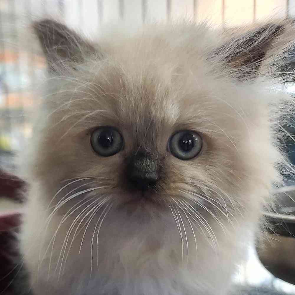 Male Himilayan Kitten for sale