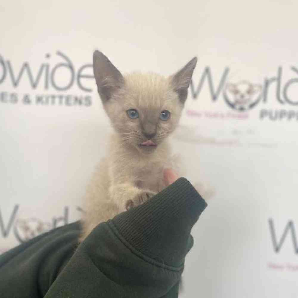 Male Siamese Kitten for Sale in Bellmore, NY