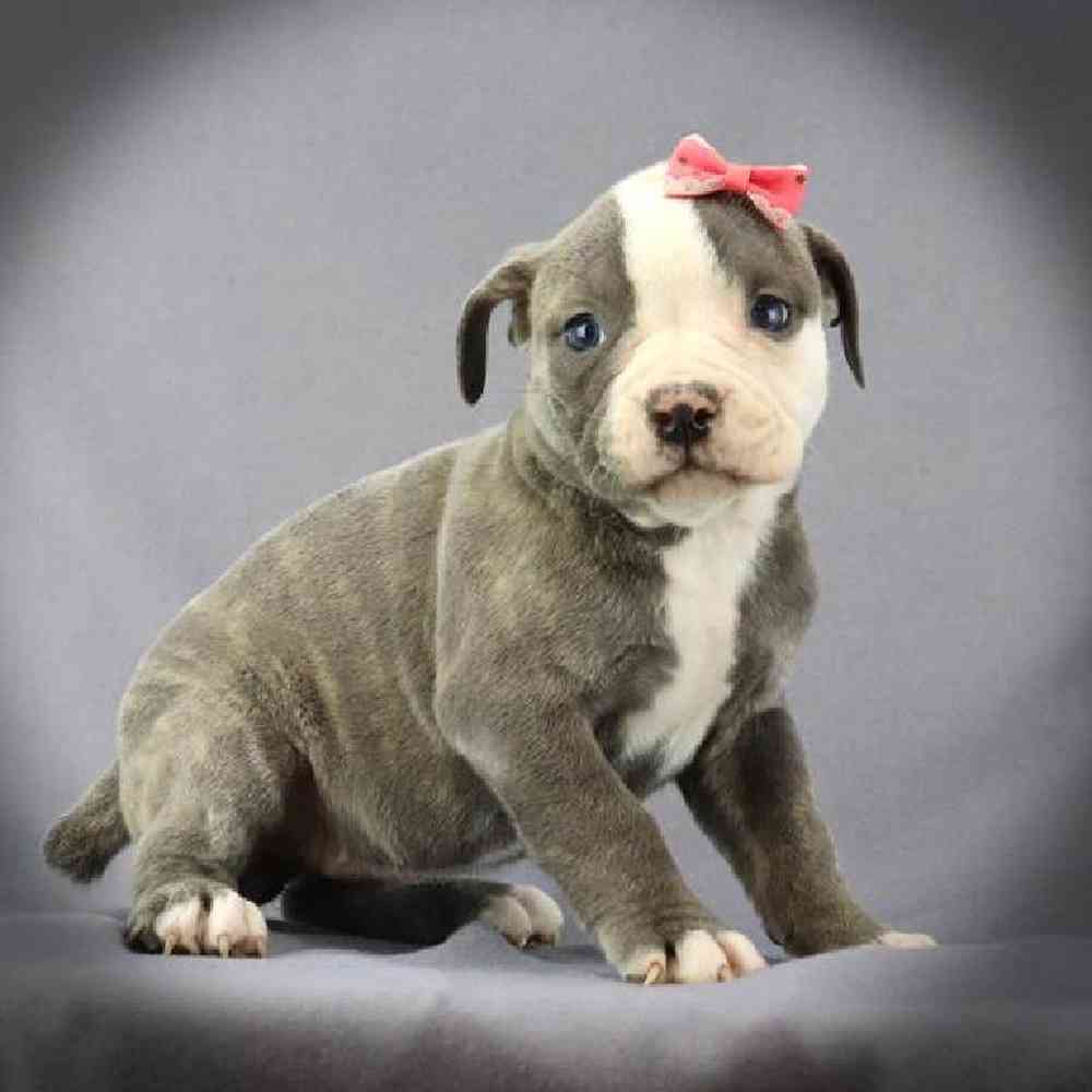 Female American Bulldog Puppy for sale