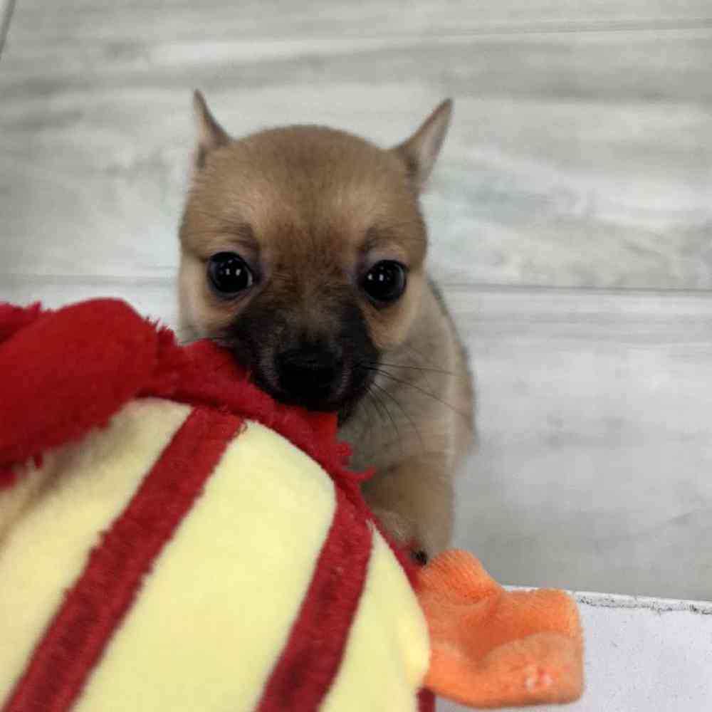 Female PomChi Puppy for Sale in Bellmore, NY