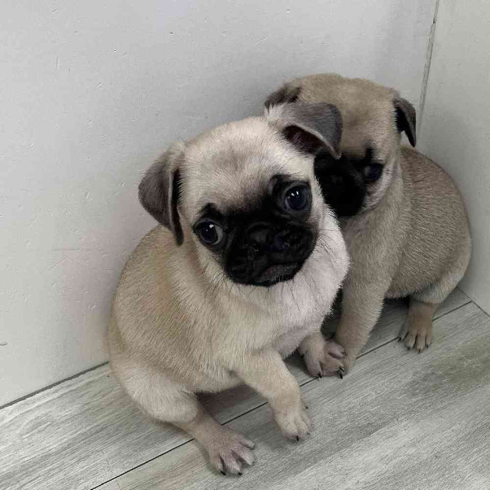 Female Pug Puppy for Sale in Bellmore, NY